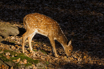 Axis doe outdoors in nature in autumn.