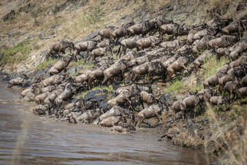 River Crossing of a group of Wildebeest during the great migration, Maasai Mara Kenya 2021
