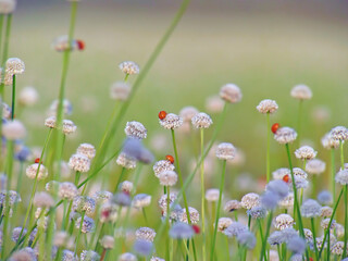 Seasons of flowers, Small white flowers in a meadow with ladybug on flower, Flower of eriocaulon cinereum pipewort piperwort or Manee Dheva on a field.