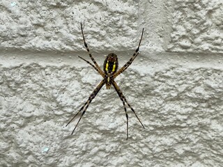 Yellow Garden Spider Against A White Wall