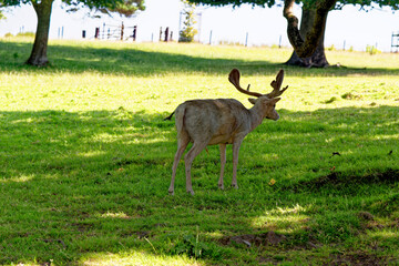 Deer in Culzean Castle Country Park - Scotland