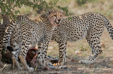 Cheetah, Maasai Mara National Reserve, Kenya
