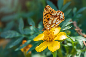 A butterfly, a queen of Spain fritillary, lat. Issoria lathonia, sitting on a yellow flower and drinks nectar with its proboscis. Butterfly collects nectar on flower.