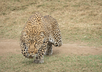 Queen of the Maasai Mara Leopards
Her name is Kaboso and she is a great huntress.
Kenya 2021