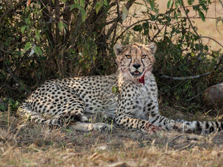 Cheetah, Maasai Mara National Reserve, Kenya