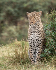Queen of the Maasai Mara Leopards
Her name is Kaboso and she is a great huntress.
Kenya 2021