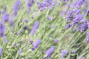 Close up view of natural green leaves on greenery blurred background ecology landscape wallpaper freshness concept.