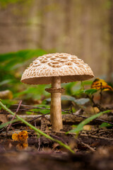 Boletus edulis growing in the forest.