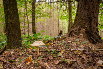 Boletus edulis growing in the forest.