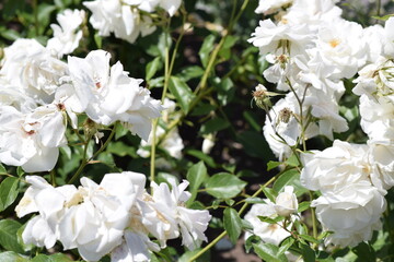 close-up white rose petals, background, texture