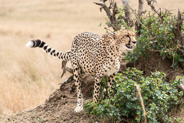 Cheetah, Maasai Mara National Reserve, Kenya