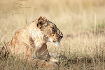 Lioness of the Maasai Mara National Reserve. Beautiful and very successful hunters.