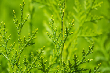 Green branches and young leaves of a thuja tree.