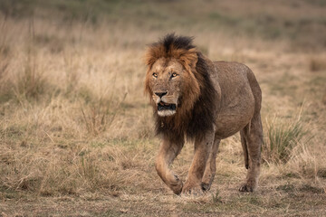Fototapeta na wymiar Big Male Lions photographed on the vast plains of Maasai Mara National Reserve