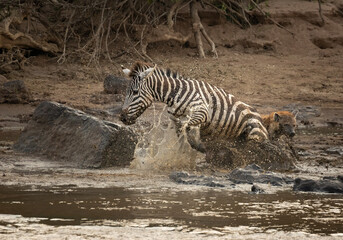 Poor Zebra got attacked by a spotted hyena after crossing the Mara River, got stuck in the mud,...