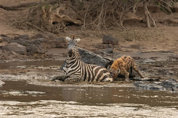 Fototapeta na wymiar Poor Zebra got attacked by a spotted hyena after crossing the Mara River, got stuck in the mud, crocodiles came in and the rest is history...Photographed in the Maasai Mara during the great migration