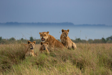 Lioness of the Maasai Mara National Reserve. Beautiful and very successful hunters.