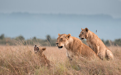 Lioness of the Maasai Mara National Reserve. Beautiful and very successful hunters.