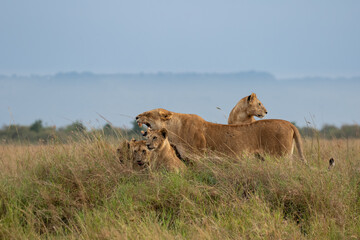 Lioness of the Maasai Mara National Reserve. Beautiful and very successful hunters.