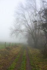 Fototapeta na wymiar Woodland track vanishing in the mist