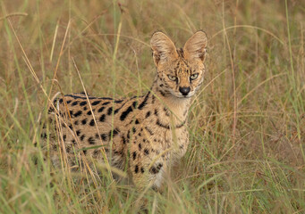 Serval Cat, very elusive and shy little cat. Not often photographed close up. Superb hunters, my favourite wild cats for sure