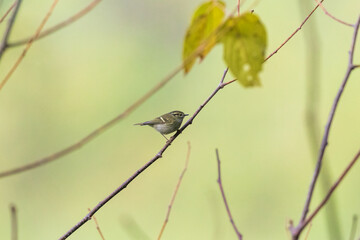 Lemon-rumped warbler or Pale-rumped warbler (Phylloscopus chloronotus)