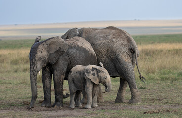 Naklejka na ściany i meble African elephants of Maasai Mara National Reserve, Kenya