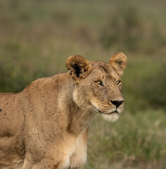 Obraz na płótnie Canvas Lioness of the Maasai Mara National Reserve. Beautiful and very successful hunters.