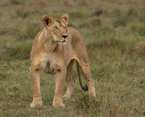 Fototapeta na wymiar Lioness of the Maasai Mara National Reserve. Beautiful and very successful hunters.