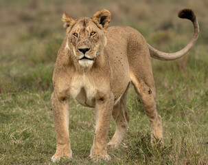 Obraz na płótnie Canvas Lioness of the Maasai Mara National Reserve. Beautiful and very successful hunters.