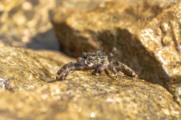 Characteristic specimen of Mediterranean crab on rocks