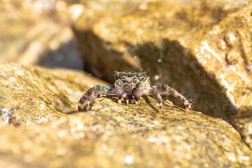 Characteristic specimen of Mediterranean crab on rocks