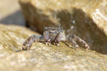 Characteristic specimen of Mediterranean crab on rocks