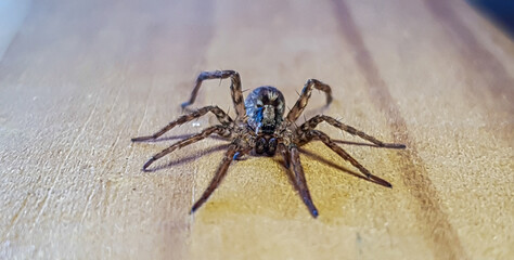 a spider on the wood
