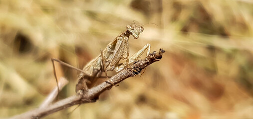 Mantis on a dry branch