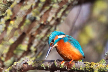 A Common Kingfisher (alcedo atthis) in the Reed, Heilbronn, Germany.