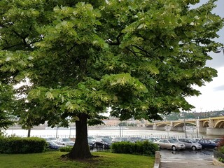 Green tree. 