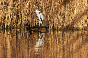 A grey heron - ardea cinera - in the Reed, Ziegeleipark Heilbronn, Germany, Europe.