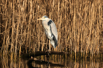 A grey heron - ardea cinera - in the Reed, Ziegeleipark Heilbronn, Germany, Europe.