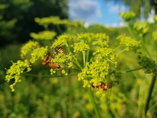 Macro shot of flowers. 