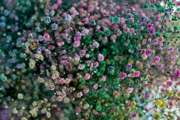 Colorful multicolored ornamental of beautiful pink, red, blue and green gypsophila. Blooming...