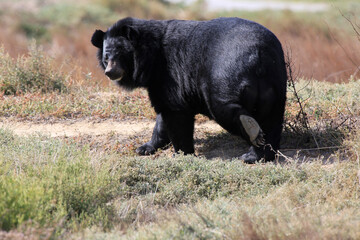 black bear