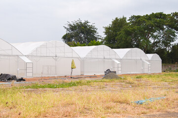 Fototapeta na wymiar Greenhouse for growing cannabis in a closed system.