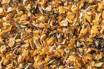 Beautiful texture of dry brown and yellow fall leaves is in the park