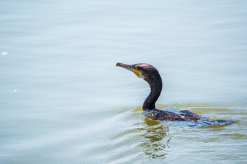 A black cormorant swimming in the sea. The great cormorant, Phalacrocorax carbo