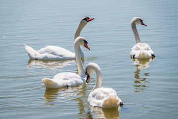 A large flock of graceful white swans swims in the lake., swans in the wild