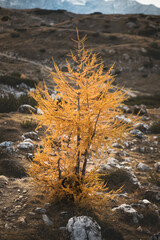 Larch forest in the middle of Dolomites - Italy. Detail of coniferous forest with beautiful view on landscape scenery.