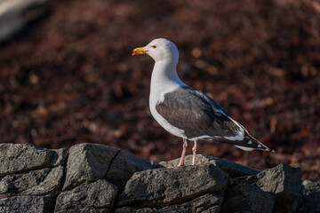 Great black-backed gull (Larus marinus)