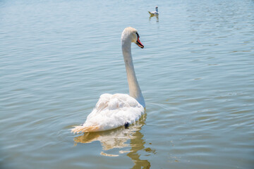 Graceful white Swan swimming in the lake, swans in the wild. Portrait of a white swan swimming on a lake.