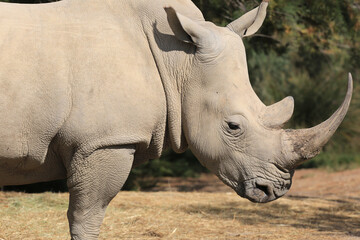 Obraz premium Rhynos